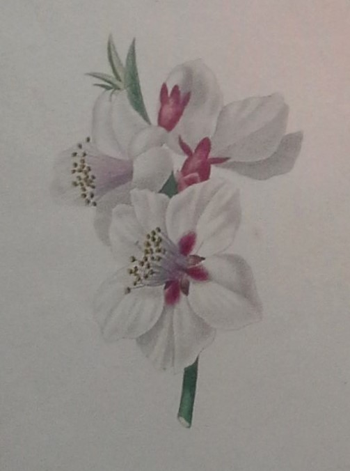 Botanique lithographies aquarellées de PierreAntoine Poiteau 1846