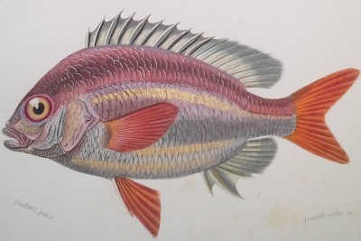 poissons couleurs 5